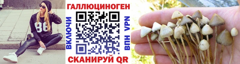 Купить где  Вязьма  Псилоцибиновые грибы мицелий 